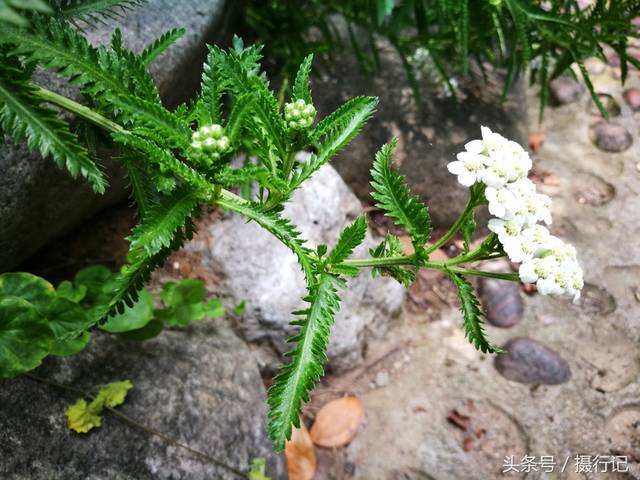 中药材一枝蒿夏日里开白色小花,有祛风解表,活血散瘀等功效