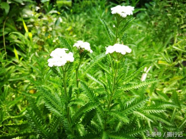 中药材一枝蒿夏日里开白色小花,有祛风解表,活血散瘀等功效