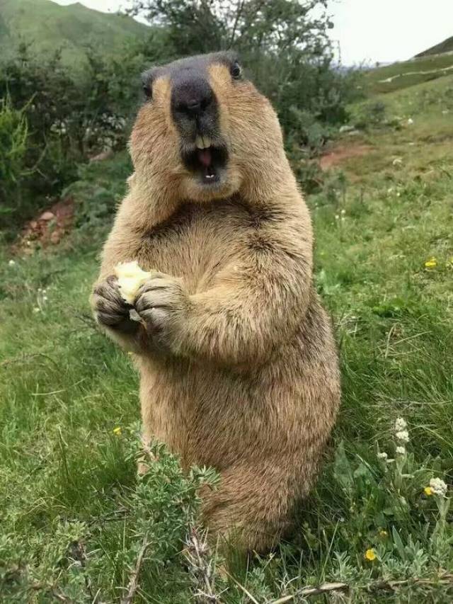 土拨鼠(marmota)又名土属拨鼠草地獭,又叫哈拉,雪猪,曲娃(藏语),草原