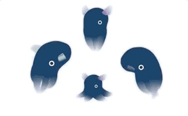 盲鳗 小飞象章鱼