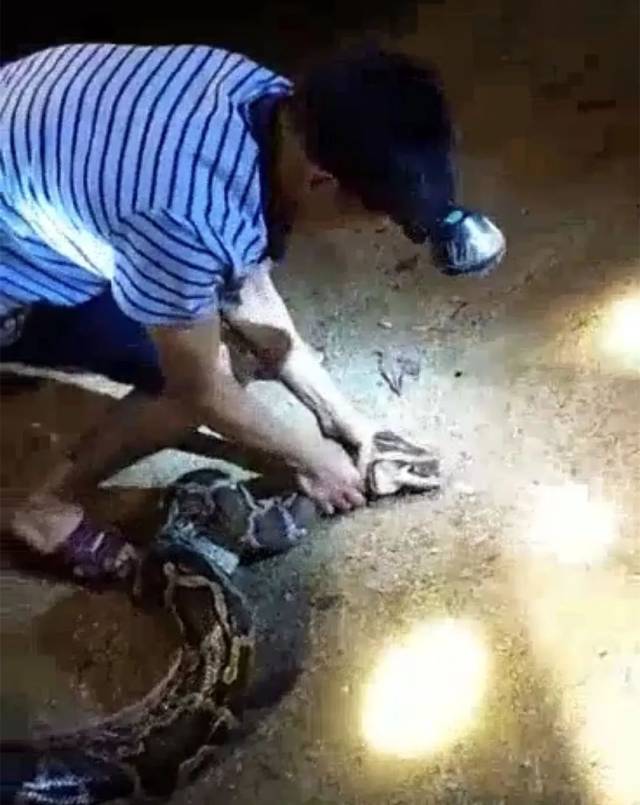蕉岭隔壁村民捉到三十多斤大蟒蛇竟被宰杀了