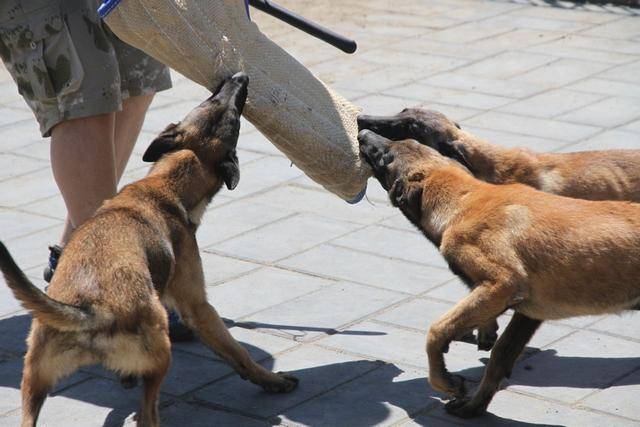 马犬学术练习,教你几招马犬训练的手势与口令