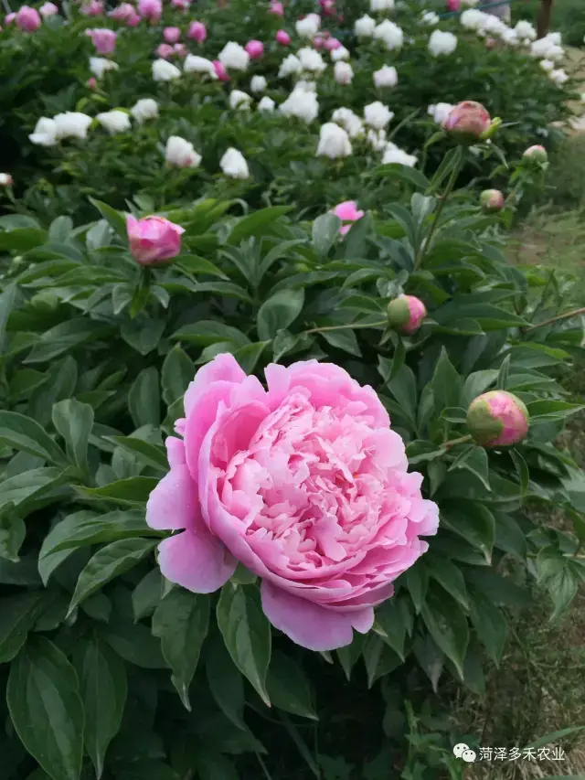 观赏芍药,芍药观赏特性与养护方法