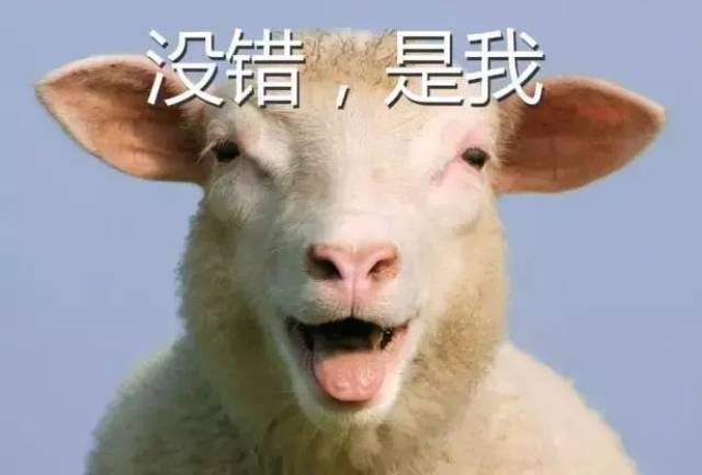 新西兰的羊咩咩们,就是不!一!般!