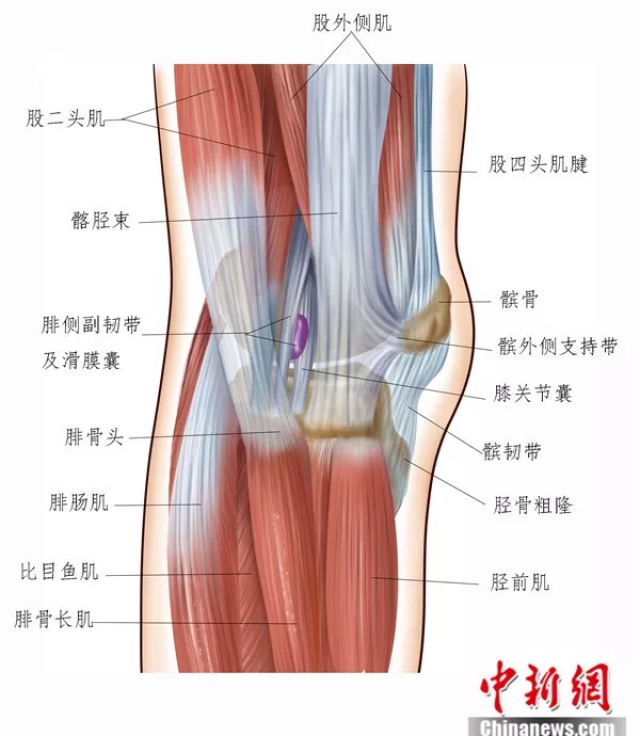 膝关节侧位肌肉及韧带 受访者供图