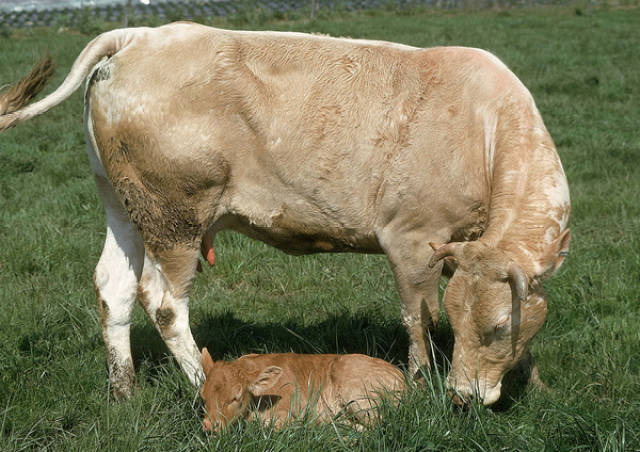 母牛的繁殖行为特征分析,提高科学饲养管理水平