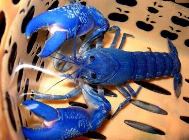 超级卡哇伊的天空蓝魔虾,好想养一只
