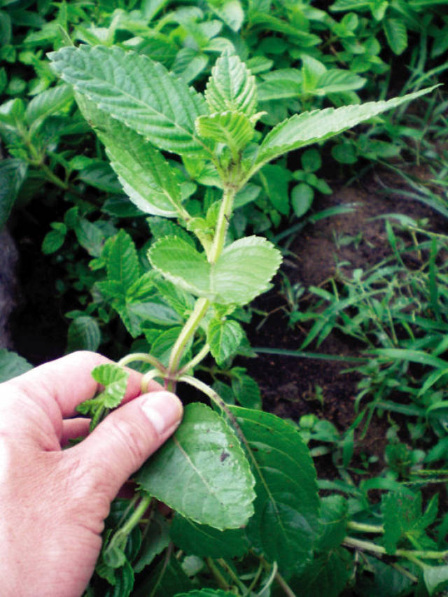 夏天多吃这些野菜,清凉润肺,活血散瘀,消炎抗菌,可别错过了