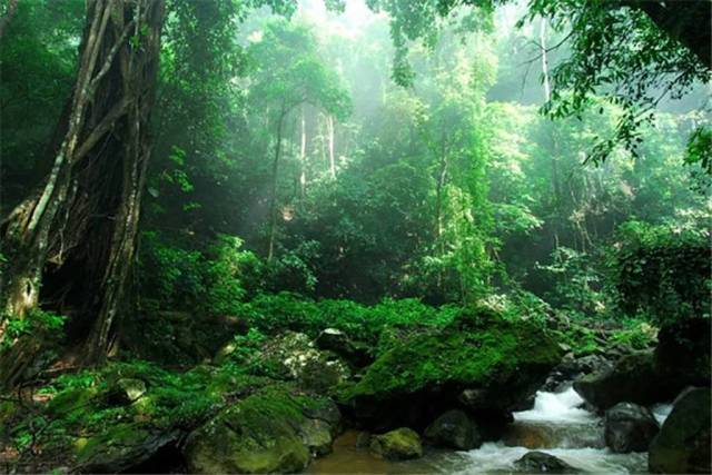 这里也是我国唯一的 热带雨林自然保护区 温暖湿润的气候条件 形成了