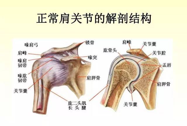 肩关节疾病的的临床诊治技巧