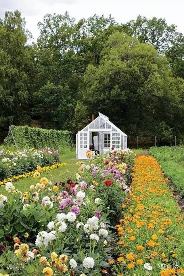 比拥有一家花店更棒的,是拥有一家鲜花农场