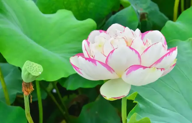 荷博园600景色荷花,上百个品种余亩开的同时美不胜收.神马电影网犬夜叉图片