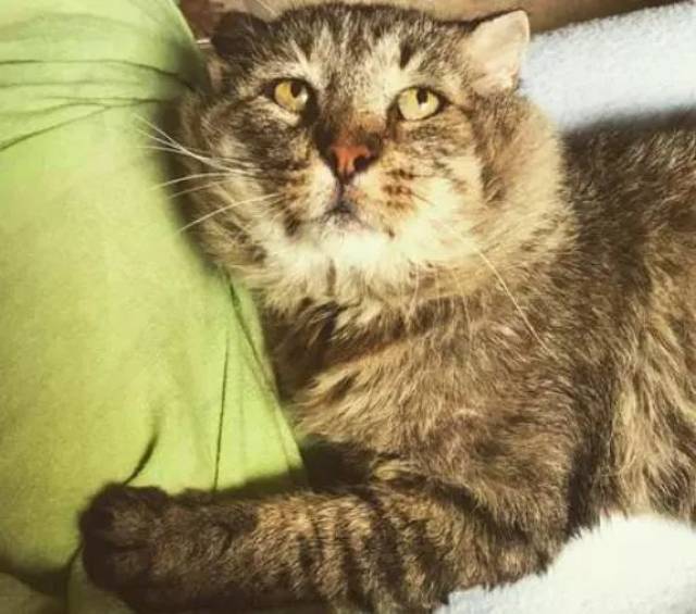 捡了小区爱打架的猫咪回家,后来朋友看到照片后,说我捡到宝了