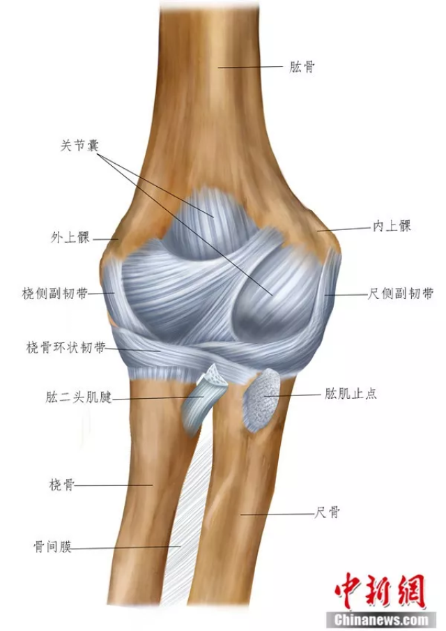 肘关节及韧带 受访者供图
