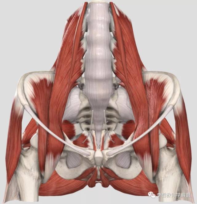 女性骨盆的解剖结构大全