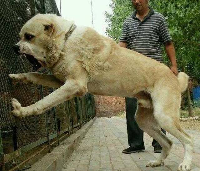 世界十大猛犬排名_世界十大猛犬图片(2)