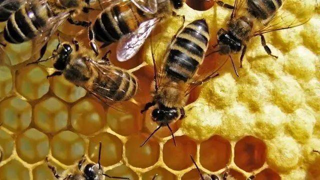 【养蜂技术】养蜂技术四要点