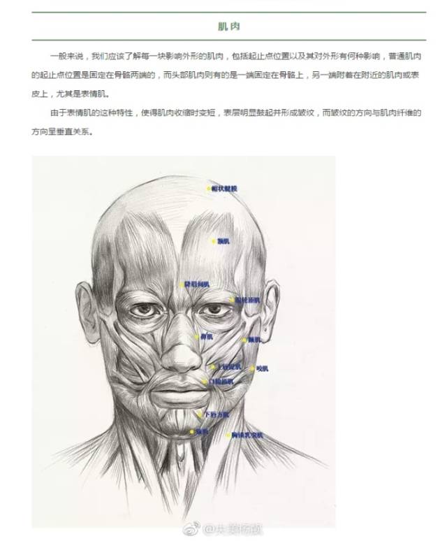 [艺伴干货] 如何快狠准地刻画速写人物头部?