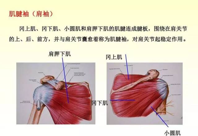 肩关节疾病的的临床诊治技巧