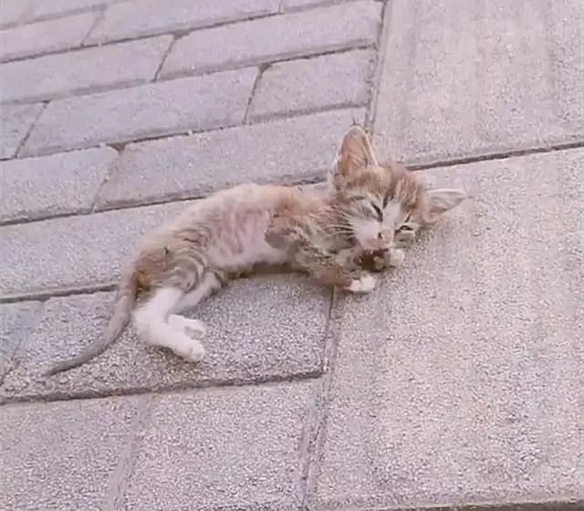 流浪小奶猫虚弱的躺在地上,眼看就不行了,被路过的好心人救活