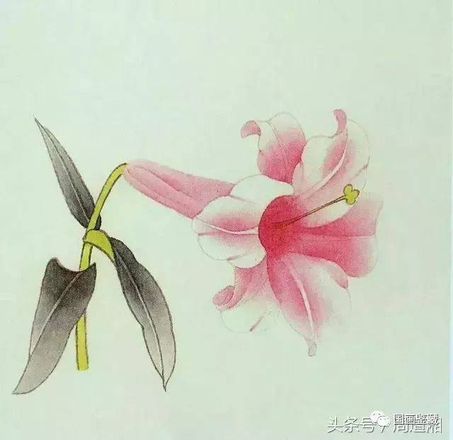 介绍完百合花的结构,那接下来我们就来学习百合花再国画中的不同画法