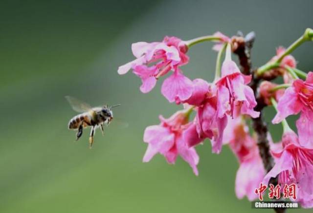 资料图:花丛边的小蜜蜂. 王东明 摄