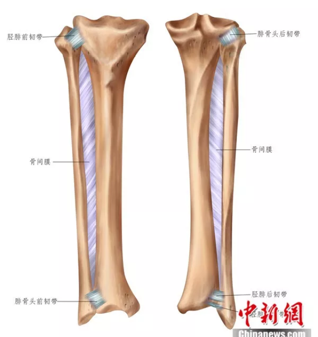 胫骨及腓骨(前面及后面) 受访者供图