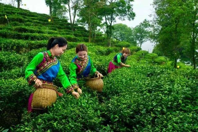 6月30日,2018广东丰顺高山茶文化节将在丰顺县举行,这是丰顺县委县