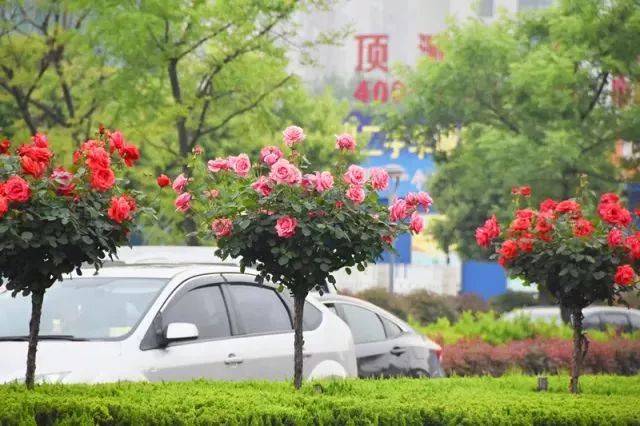 繁花似锦 以花铺路  幸福花开 精彩你我  "创常州月季之辉煌" "树全国