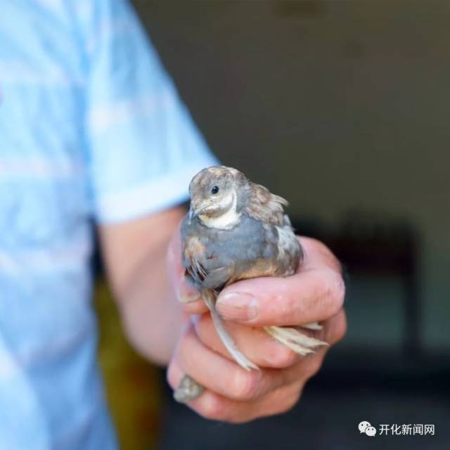 开化人养的这种鸟,体型只有鹌鹑的1/5,它的蛋美味又营养.