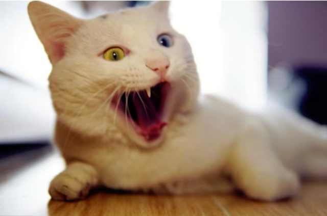 蓝猫英短狸猫 猫咪发情了怎么办