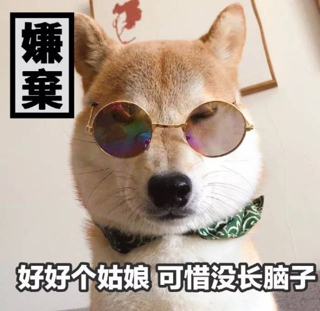 表情包|一只叫做芋圆的魔性柴犬