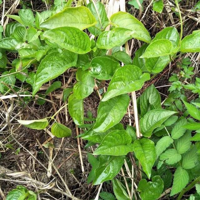 为茜草科植物鸡矢藤的全草,夏季采收全草,晒干.其味甘,微苦,性平.