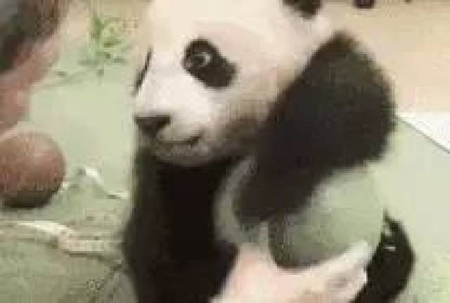 熊猫头是什么,比不上这些熊猫表情来的可爱