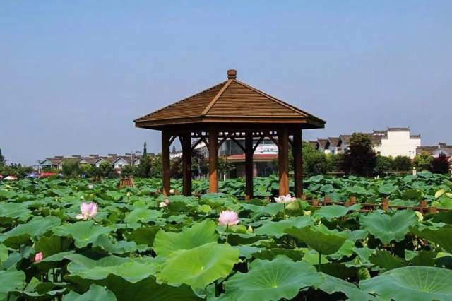 地址 崇州桤泉镇荷风水村 自驾 成都-成温邛高速-安仁出口-桤泉镇-荷