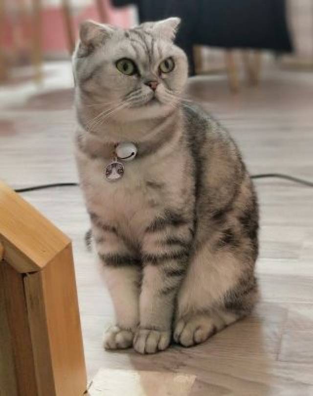 猫咪和主人亲密互动 1def36e262da4faf8e16c11ce6892ba1.jpeg