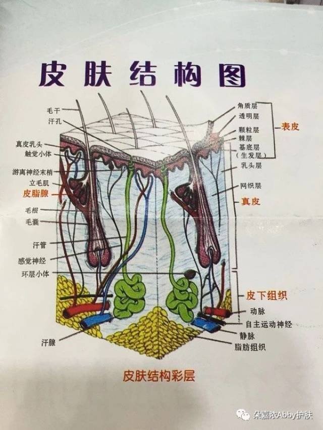 皮肤(skin)由表皮,真皮,皮下组织构成,并含有皮肤附属器,丰富的神经