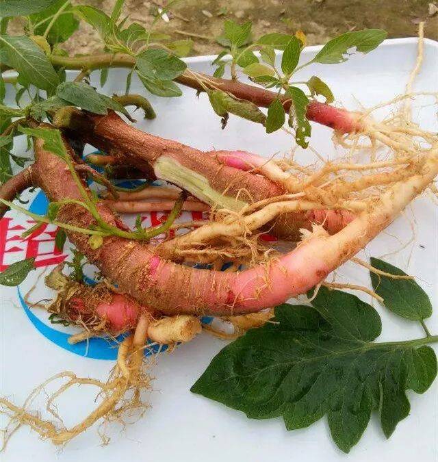 簕苋根即是簕苋的根部,又叫刺苋,野苋菜(惠阳,五华)荒地或园圃地均