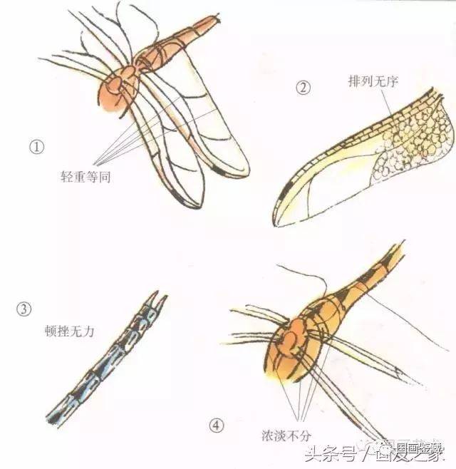 蜻蜓的工笔及写意画法,太全面了!