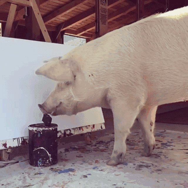 一头猪画画卖100000元,毕加索画不可怕,就怕猪也这样画