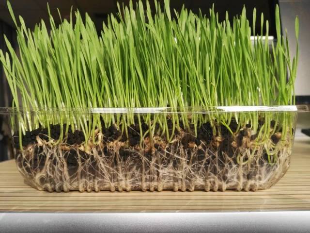 小麦 种肥同播,不烧根不烧苗 发芽整齐,根系发达,幼苗健壮