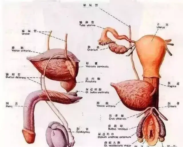 一,泌尿生殖系统包括肾,输尿管,膀胱,尿道,男女生殖系统.