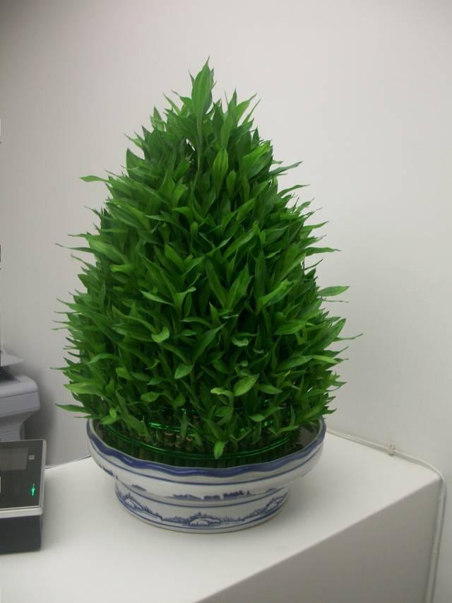 公司前台植物租赁这样选,公司形象才能进一步提高!