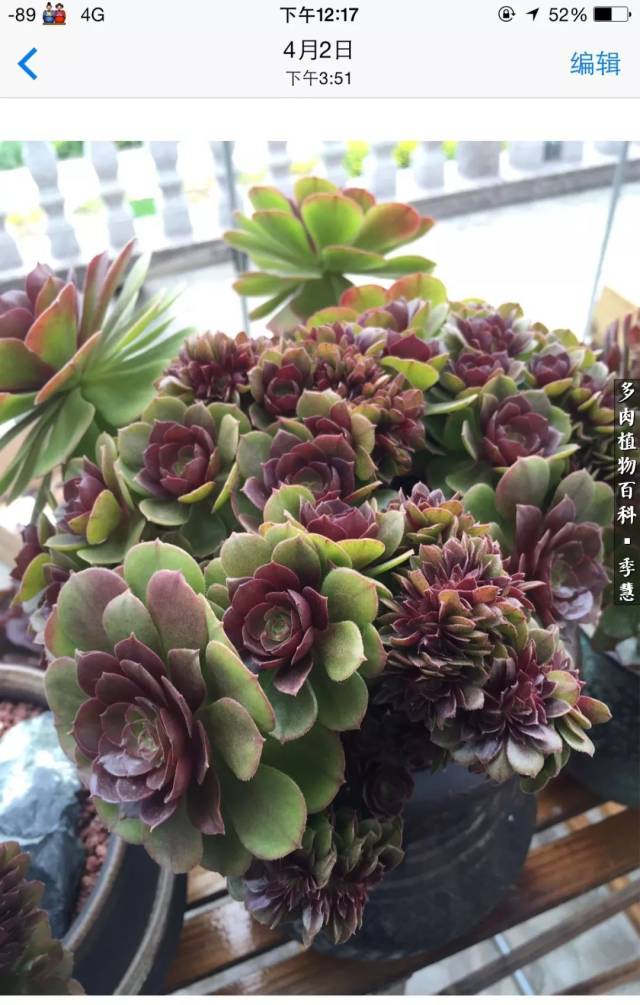 百科小贴士 万圣节法师,学名aeonium "halloween",景天科莲花掌属多肉