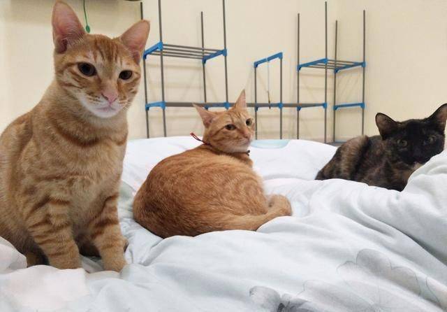 我的猫特别讨厌我?Mine—imator教程图片