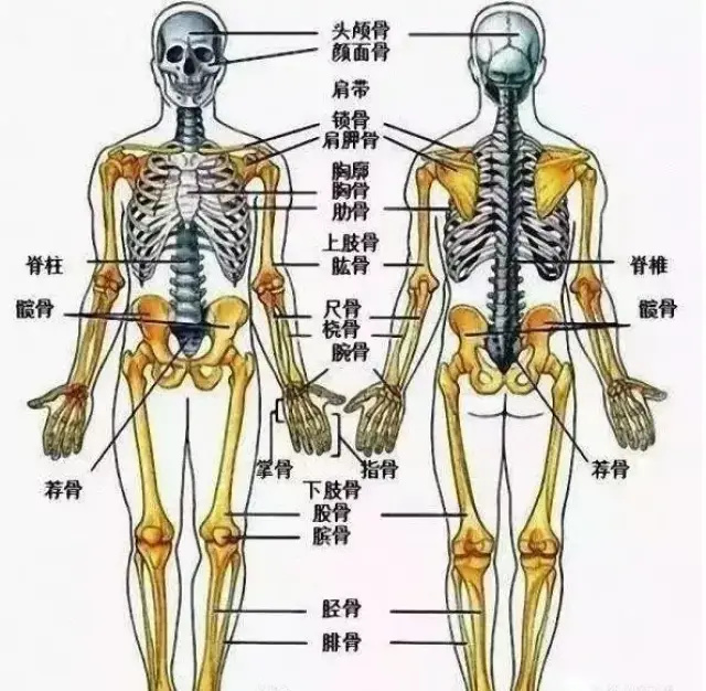 第八:骨骼系统