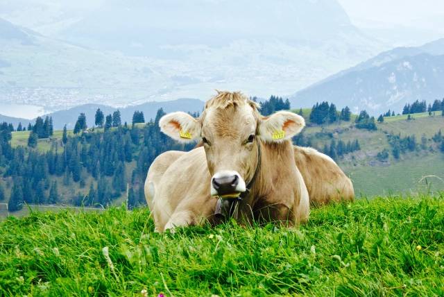 高原牧场遇见高颜值的瑞士牛,幸福