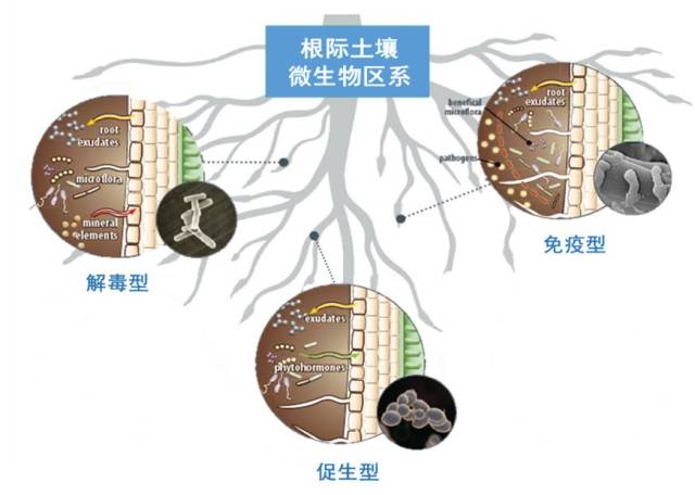 土壤中的微生物,例如抗生性微生物,它们能够分泌抗生素 抑制病原微