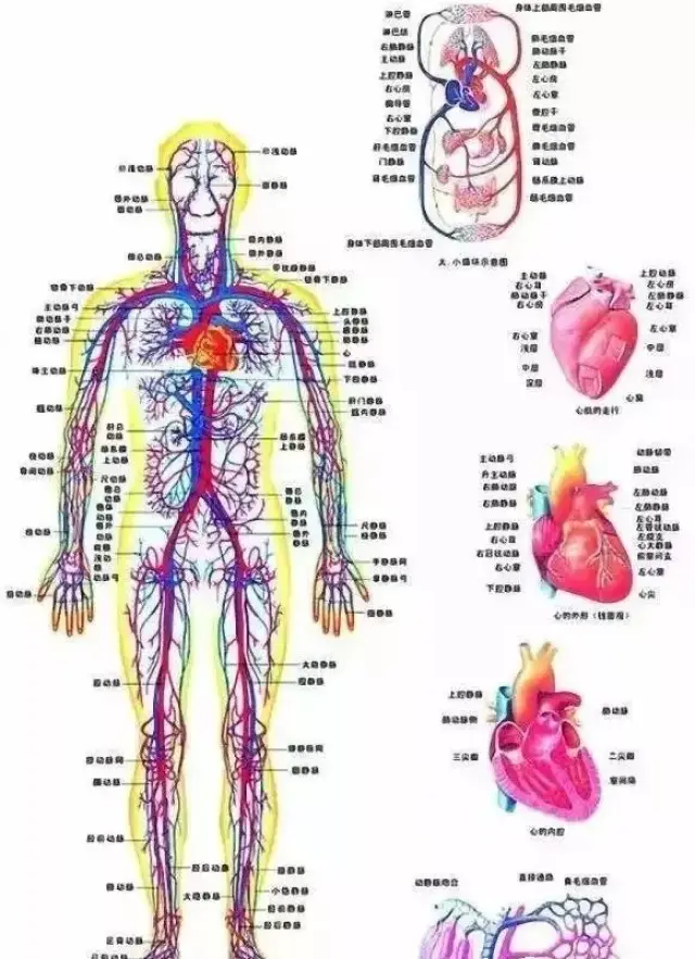 一,循环系统包括心脏,动脉,静脉,血液,淋巴系统等.