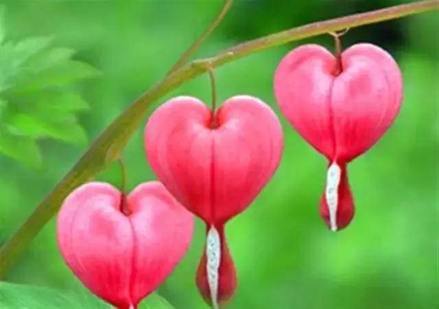 美图美文(周延锋诗歌): 让我快乐幸福的心形花(荷包牡丹)